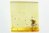 Detailed Fossil Ant (Asymphylomyrmex) In Baltic Amber #328121-1
